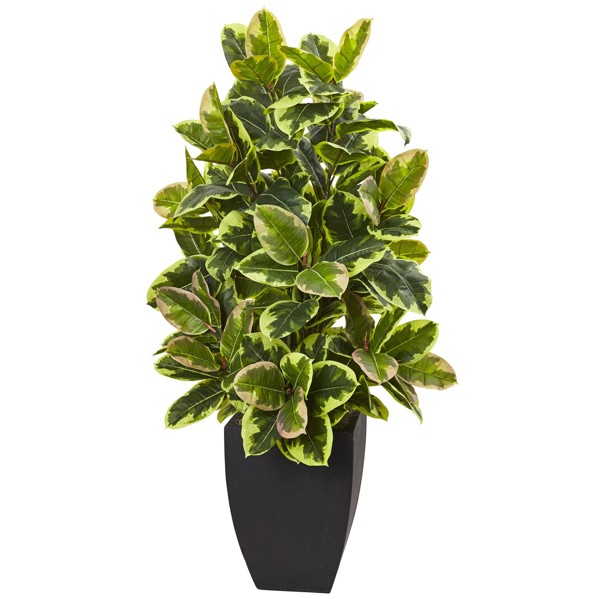 4ft. Rubber Plant in Black Wash Planter